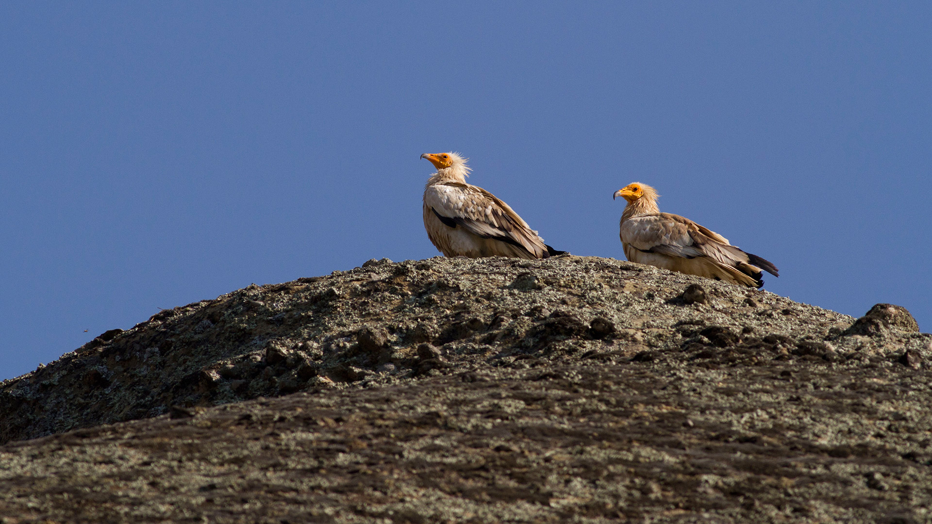 Egyptian Vultures: Inspiring Renewal In Meteora's Skies