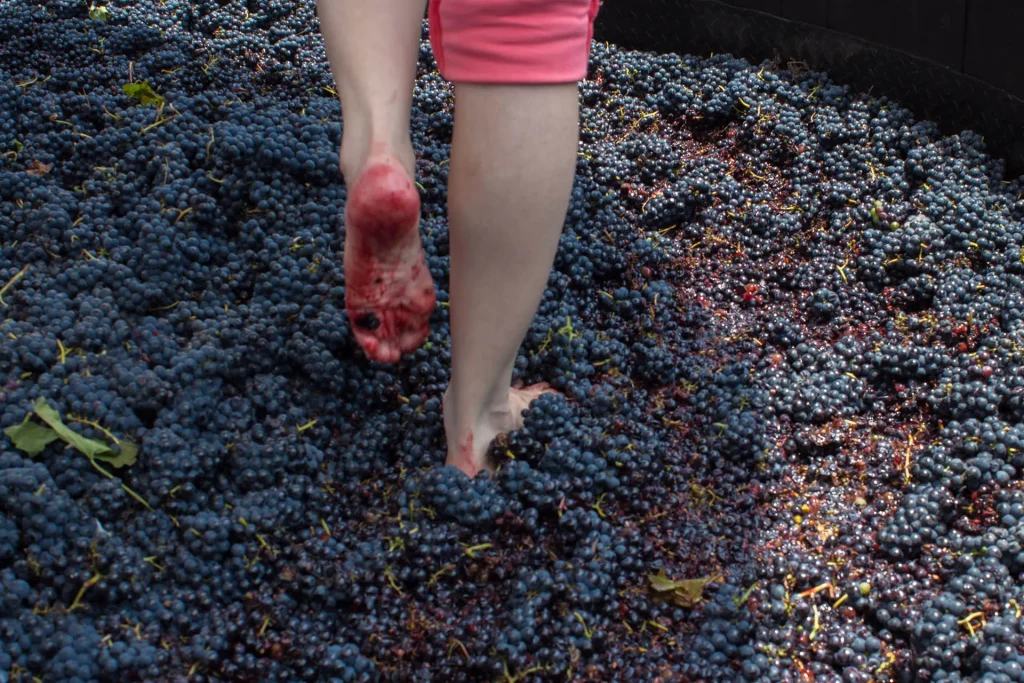 squashing grapes