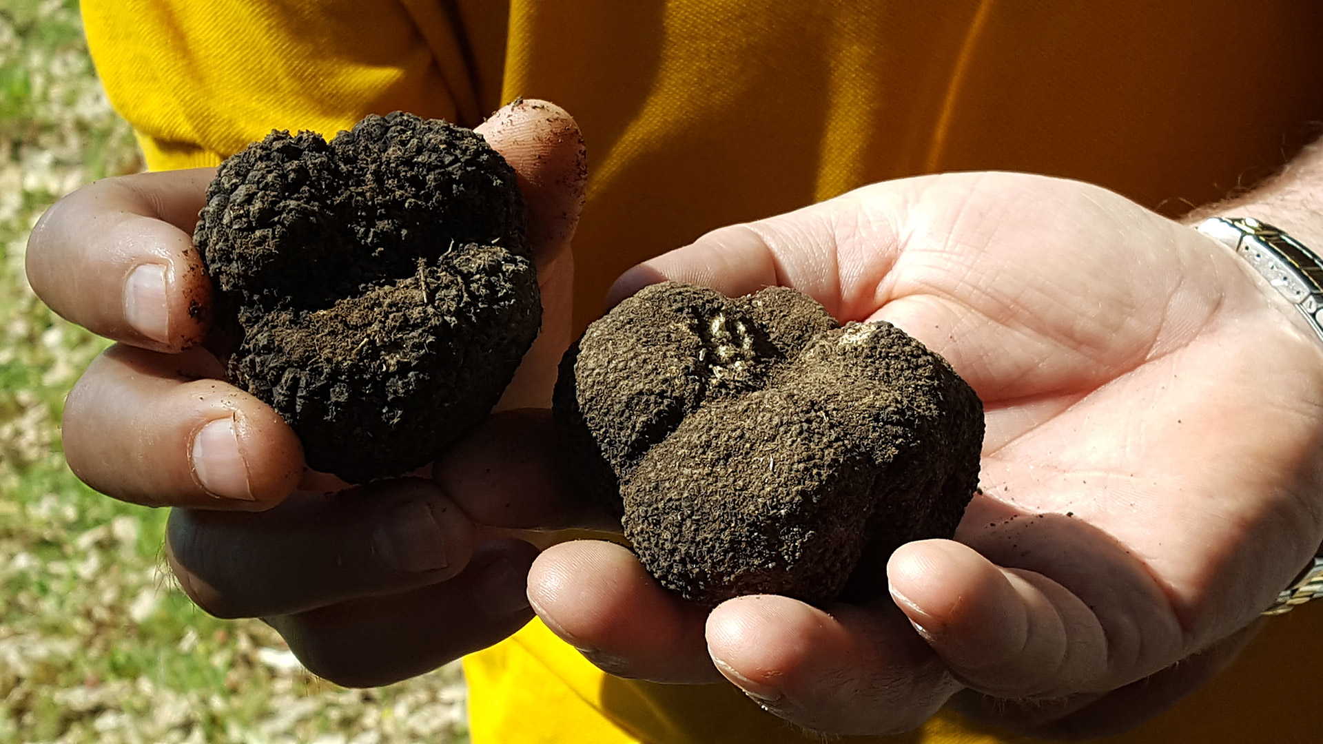 meteora-truffle-hunting-and-lunch.jpg?x51515