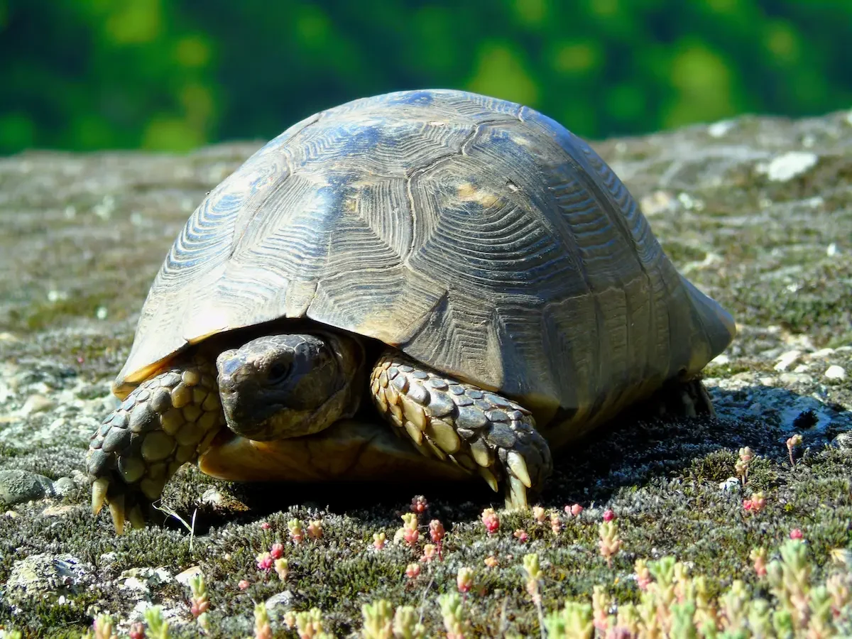 Turtose at Meteora Geopark