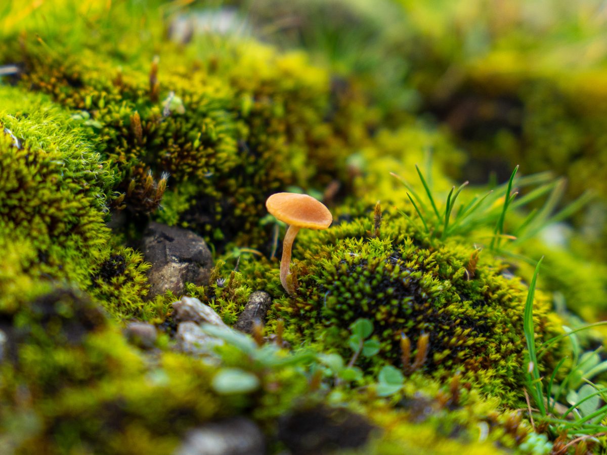 Mushroom at Meteora Geopark
