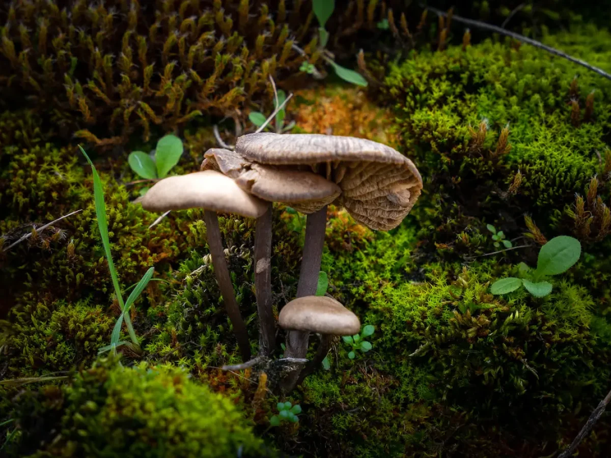 Mushroom, Geopark, Meteora Off-Road Adventures