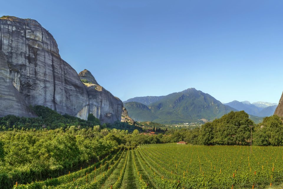 wine-vineyard-madilas-kastraki-meteora