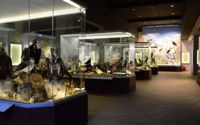 meteora-natural-history-museum-1-1024x576