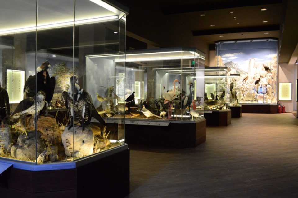meteora-natural-history-museum-1-1024x576