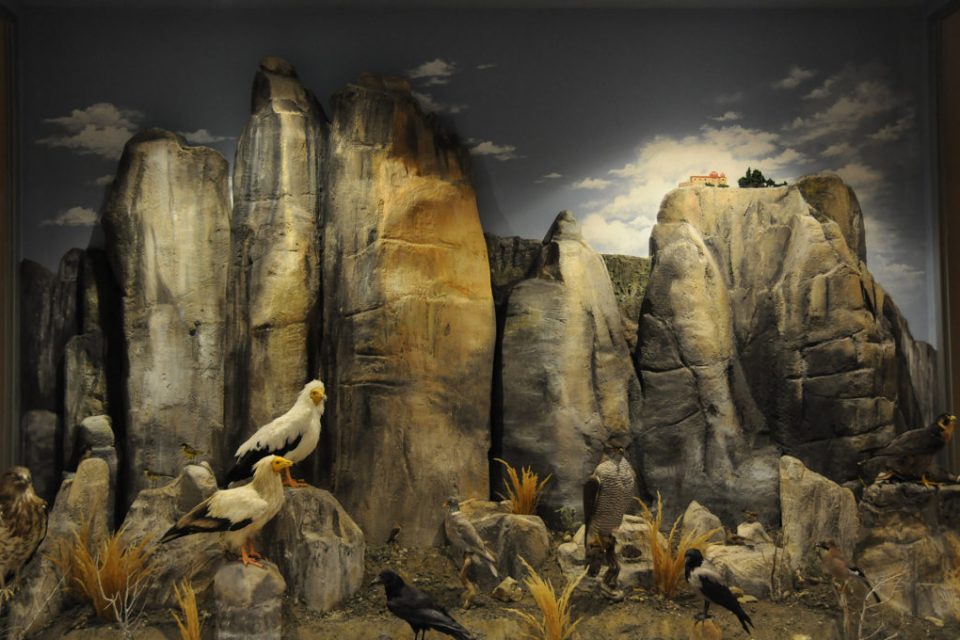 meteora-natural-history-museum-3-1024x680