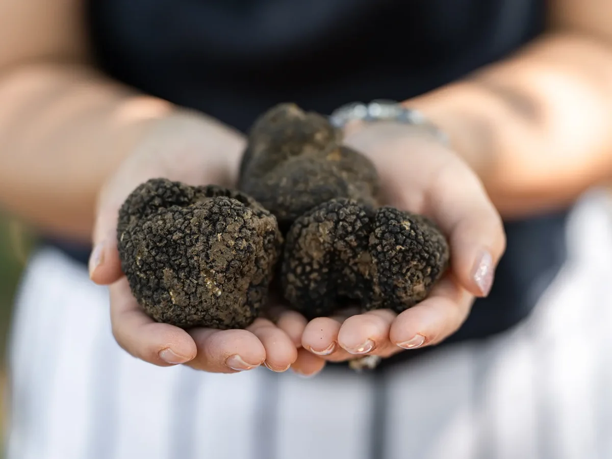 trufflehunting-meteora (1)